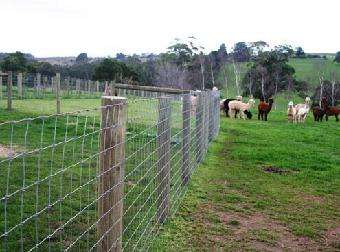 牛欄網.jpg 牛欄網.jpg